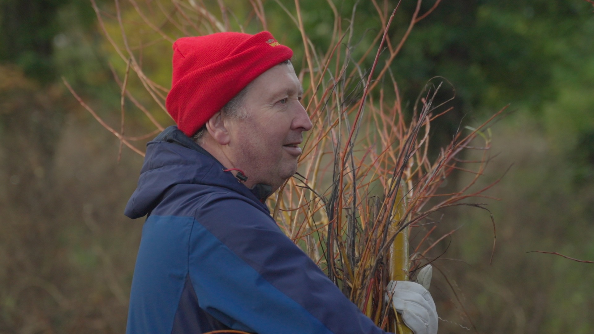 How to plant a sapling?